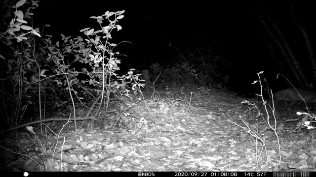 带声音的追踪摄像机拍摄的夜间野生动物视频视频下载
