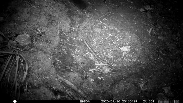 带声音的追踪摄像机拍摄的夜间野生动物视频视频下载