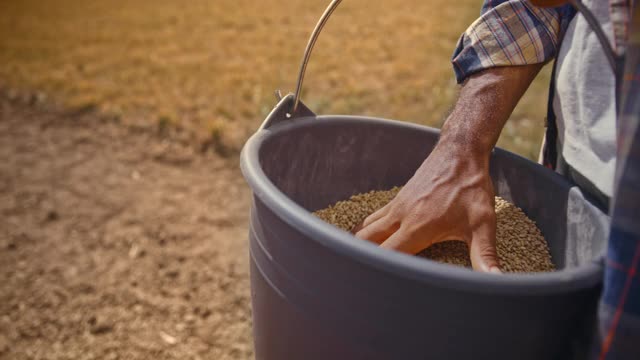 一名男性农民的手拿着一桶种子，在阳光下把它们扔到地里视频素材