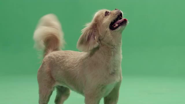 工作室，慢动作，绿色屏幕，一只可爱的哈巴狗摇着尾巴，伦敦，英国视频下载