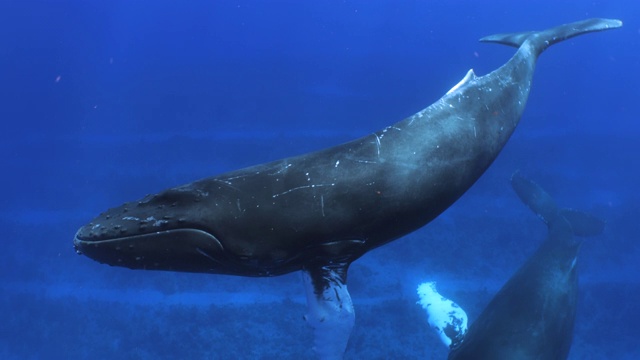 一头座头鲸在开阔的蓝色水域中游泳视频素材