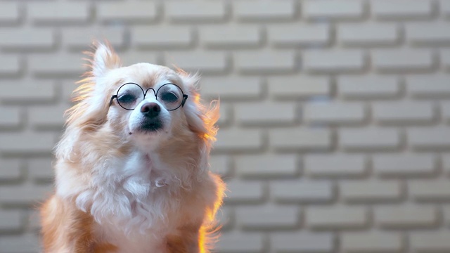 老吉娃娃狗戴着眼镜坐着放松的脸与模糊的砖墙纹理背景视频素材