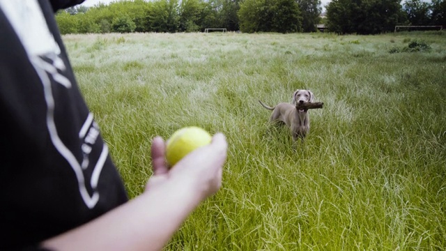美丽的威玛拉狗在夏天散步。玩取回视频素材