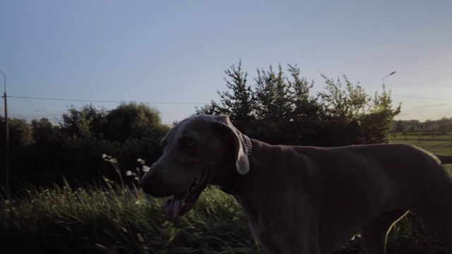 美丽的纯种魏玛拉狗在夏天散步视频素材