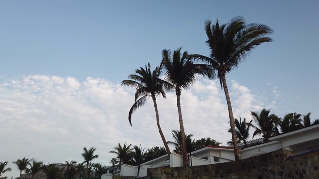 棕榈树在风中飘扬。视频下载