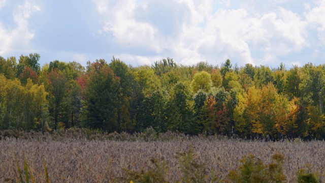 秋天的颜色开始在背景森林/右平移2视频素材