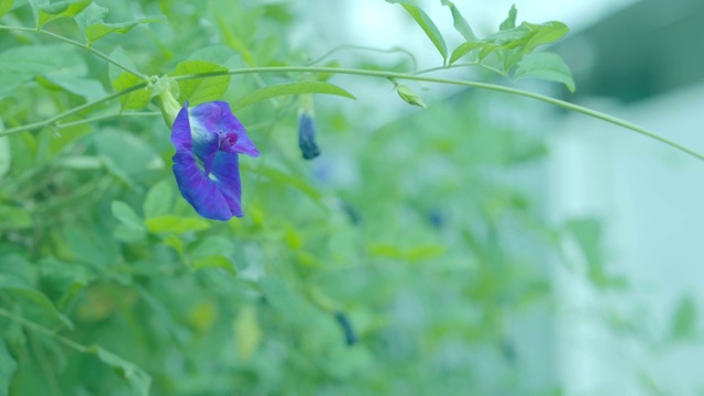 美丽的蓝色豌豆花在它的绿色叶子上。模糊的背景。视频素材