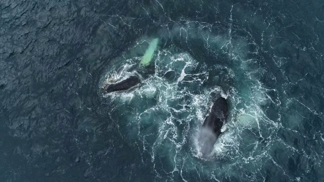 在南极洲觅食的座头鲸视频素材