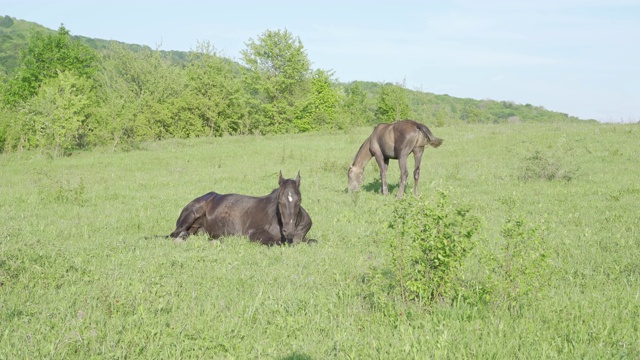 马在草地上吃草视频素材