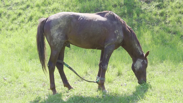 马吃草吃草视频素材