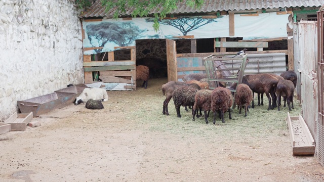 羊在围场里吃草视频素材