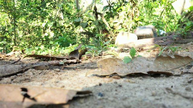 一条棕色的毒蛇，慢慢地从相机的右侧滑到左侧。视频素材