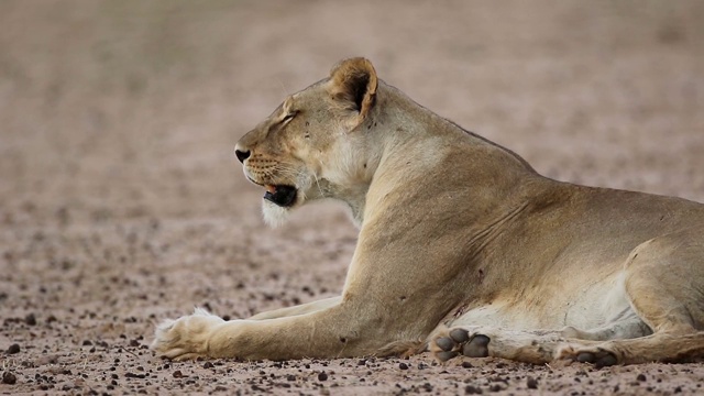 雌性非洲狮在自然栖息地休息，卡拉哈里沙漠，南非视频素材