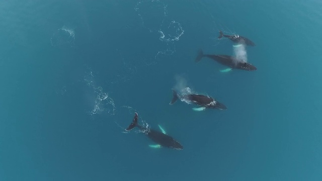 南极洲冰川水域中的座头鲸视频下载
