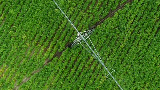 苜蓿灌溉的静态无人机拍摄视频素材