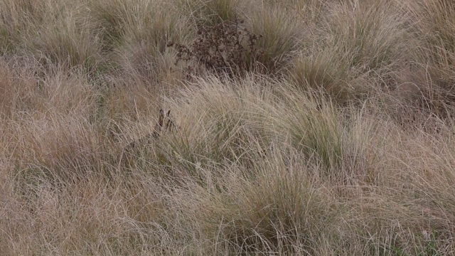两只小袋鼠躲在草丛里视频下载