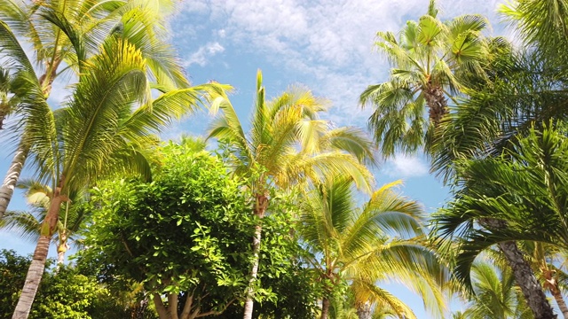 阳光明媚的棕榈树在风中飘扬视频下载