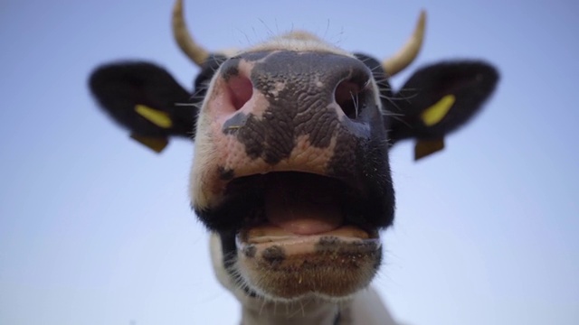 牛从草中嚼口香糖。牛鼻子和下巴的特写。蓝色背景上的牛头视频素材