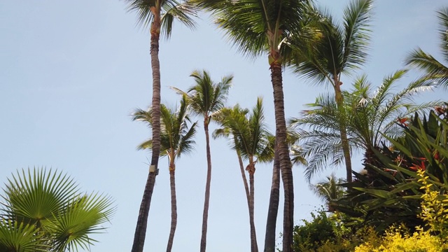 在一个晴朗的日子里棕榈树。视频下载