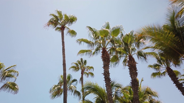 棕榈树在风中飘扬视频下载