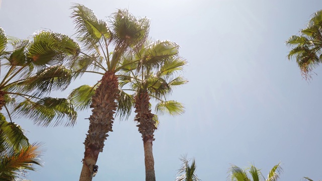 天上有棕榈树视频下载