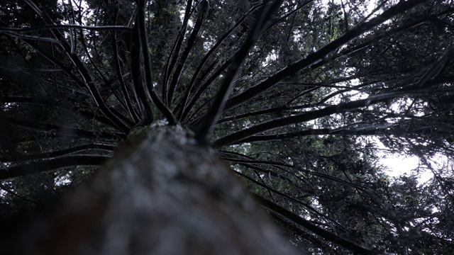 神秘的森林树在雨中仰望视频素材