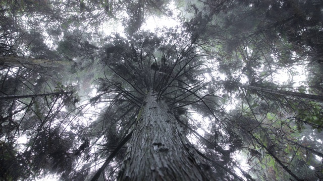 神秘的森林树在雨中仰望视频素材