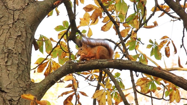 松鼠在树上吃坚果。松鼠与秋季公园视频素材