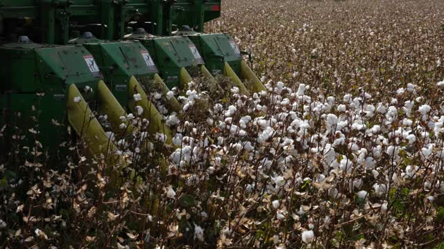 棉花地里劳作。棉花由农用联合收割机收获。棉花的植物。视频素材