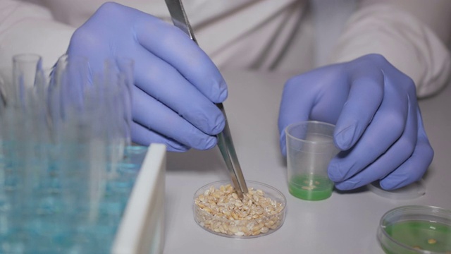 转基因小麦的实验室研究。医生正在进行一项改变麦苗基因组的实验。创造一种转基因植物。食品质量实验室的实验室助理。视频素材