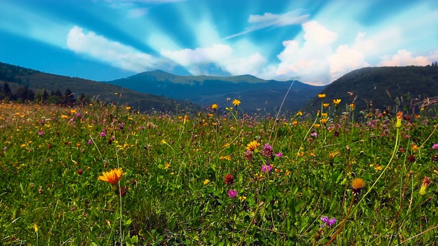 开花的山地丘陵视频素材