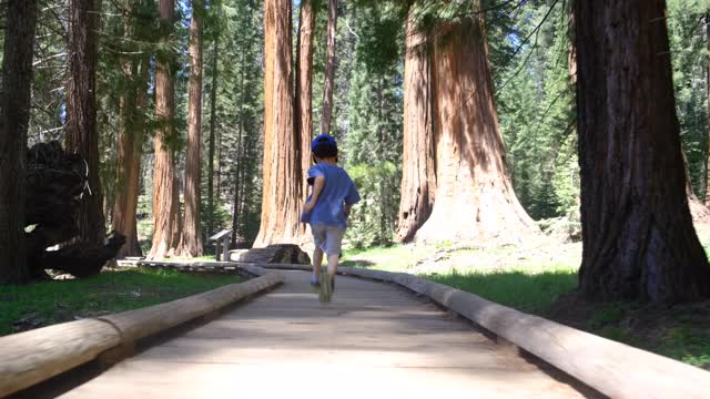 一家人散步约塞米蒂国家公园，加州，红杉，美国视频下载