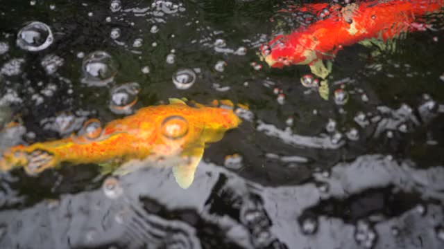 池塘里有大锦鲤，水中有红金色的五彩鲤鱼，水中有美丽的锦鲤宠物视频素材