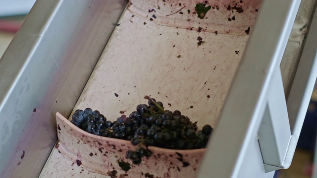 葡萄采收用于酿酒视频素材