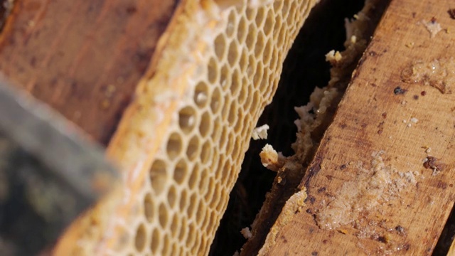 养蜂人从蜂箱中取出蜂巢视频素材