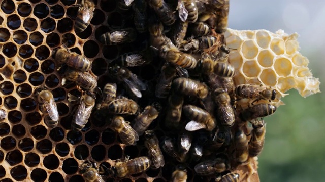 蜜蜂在蜂巢上的特写镜头视频素材