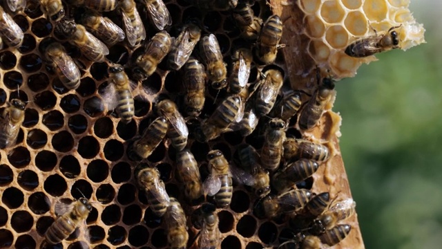 蜜蜂在蜂巢上的特写镜头视频素材