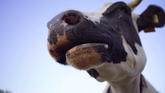 黑色和白色奶牛的头近了。牛嚼。4 k视频素材