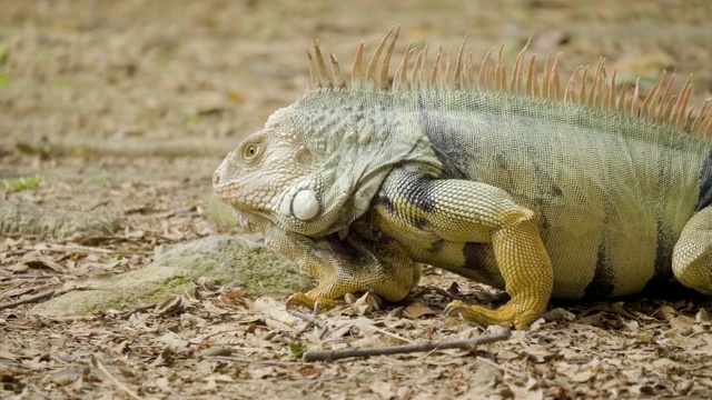 绿色鬣蜥与黄色爪子行走在一个花园在麦德林，哥伦比亚视频下载