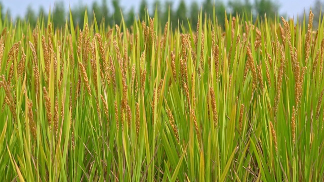 在阳光明媚的下午，4k的亚洲自然稻田镜头视频下载