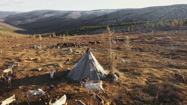 蒙古帐篷附近驯鹿群的鸟瞰图视频下载