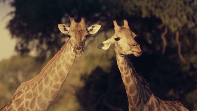 两只长颈鹿看着我们——非洲视频下载