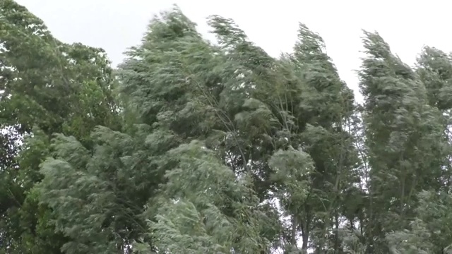 在强风中种树视频下载
