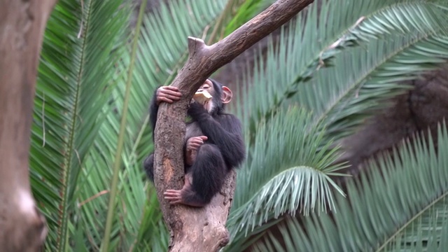 黑猩猩坐在树上视频素材