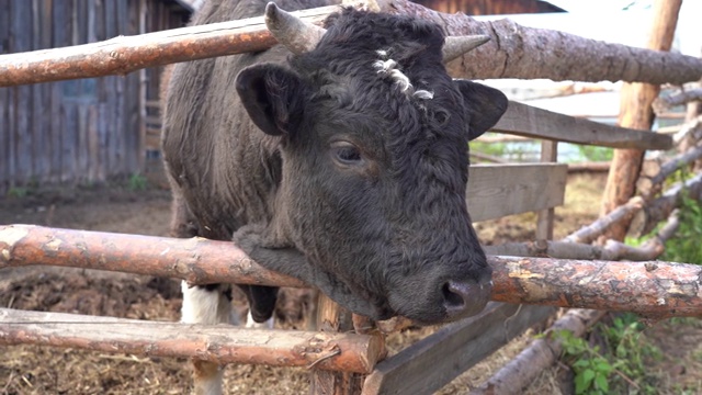 畜栏里一只黑公牛的头。村里有一个养牛场。一只小公牛探着头站在围栏里视频下载