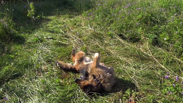 德国牧羊犬躺在绿色的草地上视频素材