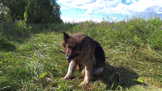 德国牧羊犬坐在草地上搔痒。视频素材