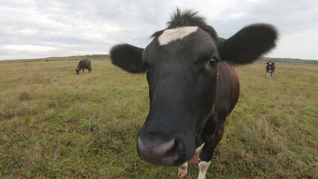 滑稽的肥厚母牛或公牛看着镜头，用湿漉漉的大鼻子嗅着视频下载