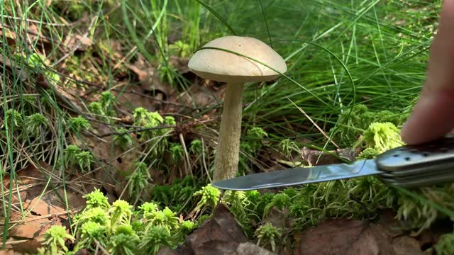 一个采蘑菇的人在夏天的森林里发现了一个美丽的可食用的蘑菇，他采摘了它，从不同的侧面展示出来视频下载