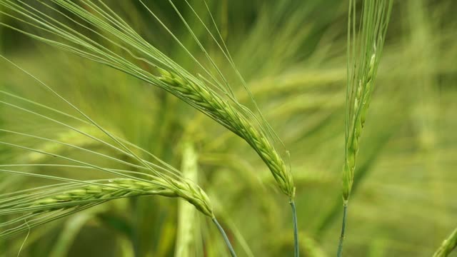 农地上，风浪卷起了绿黑麦的大穗。食物和自然的概念。视频素材